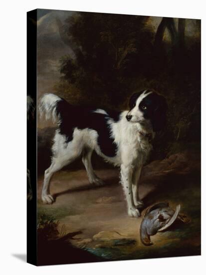 A Black and White Springer Spaniel with a Dead Partridge in a Landscape-John Wootton-Premier Image Canvas