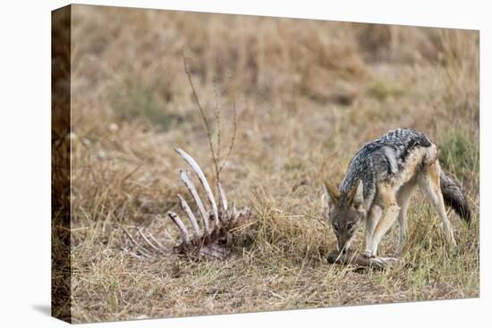 A black-backed jackal (Canis mesomelas) feeding on a carcass, Botswana, Africa-Sergio Pitamitz-Premier Image Canvas