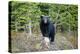 A Black Bears, Forages for Greens in Spring in the Mountains of B.C.-Richard Wright-Premier Image Canvas