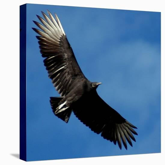 A Black Buzzard Flies Off-null-Premier Image Canvas