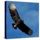 A Black Buzzard Flies Off-null-Premier Image Canvas