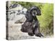 A Black Cockapoo Dog Sitting on Some Boulders-Zandria Muench Beraldo-Premier Image Canvas