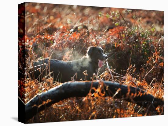 A Black Labrador Stops for a Breath in Fall Foliage in Richmond Park-Alex Saberi-Premier Image Canvas