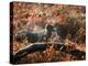 A Black Labrador Stops for a Breath in Fall Foliage in Richmond Park-Alex Saberi-Premier Image Canvas