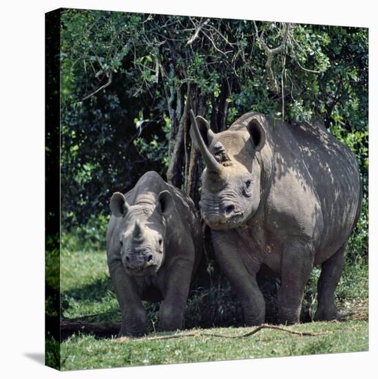 A Black Rhino and Calf in the Aberdare Natrional Park-Nigel Pavitt-Premier Image Canvas