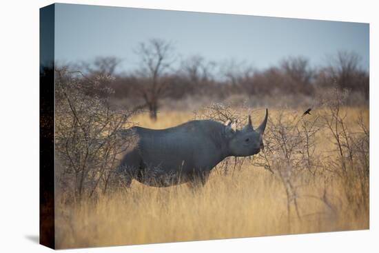 A Black Rhinoceros, Diceros Bicornis, Feeds Off a Spiny Acacia Bush at Sunset-Alex Saberi-Premier Image Canvas