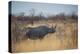 A Black Rhinoceros, Diceros Bicornis, Feeds Off a Spiny Acacia Bush at Sunset-Alex Saberi-Premier Image Canvas