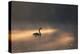 A Black Swan Glides Through Golden Sunrise Mists of Ibirapuera Park-Alex Saberi-Premier Image Canvas