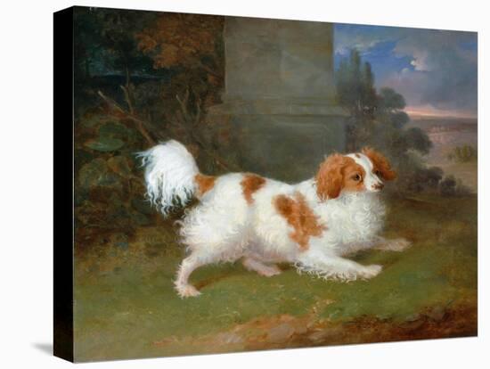 A Blenheim Spaniel-William Webb-Premier Image Canvas