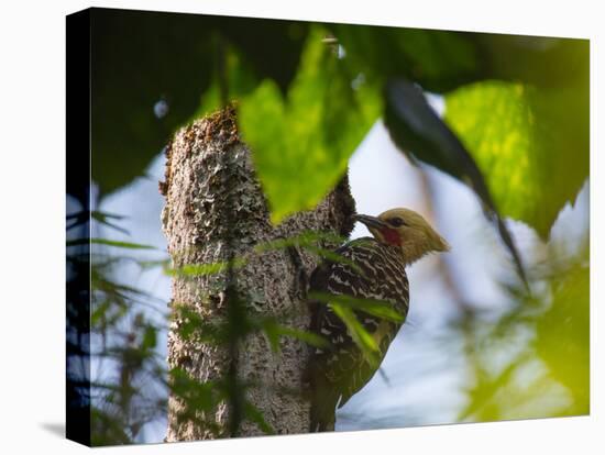 A Blond-Crested Woodpecker, Celeus Flavescens, Pecks a Tree by Iguazu Falls-Alex Saberi-Premier Image Canvas