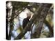 A Blond-Crested Woodpecker, Celeus Flavescens, Sits in a Tree at Sunset in Ibirapuera Park-Alex Saberi-Premier Image Canvas