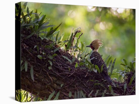 A Blond-Crested Woodpecker, Celeus Flavescens, Sits on a Branch at Sunset in Ibirapuera Park-Alex Saberi-Premier Image Canvas