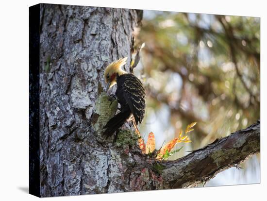 A Blond-Crested Woodpecker Chips Away at a Tree in Ubatuba, Brazil-Alex Saberi-Premier Image Canvas