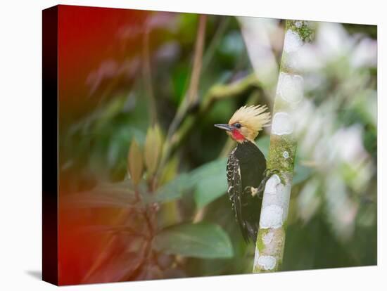 A Blond-Crested Woodpecker Feeds from a Tree in Ubatuba, Brazil-Alex Saberi-Premier Image Canvas