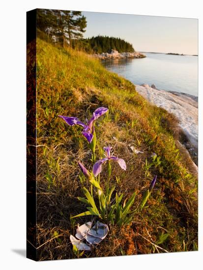 A Blue Flag Iris on the Coast of Maine's Great Wass Island Near Jonesport, Maine, Usa-Jerry & Marcy Monkman-Premier Image Canvas