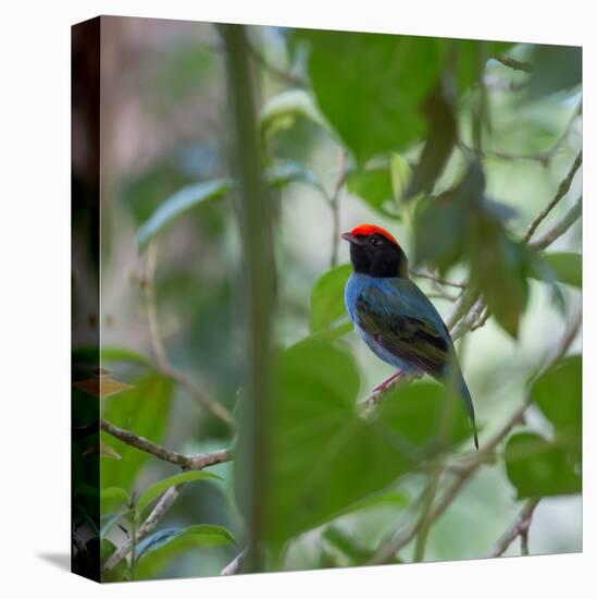 A Blue Manakin, Chiroxiphia Caudata, Bird Rests on a Branch in Ubatuba, Brazil-Alex Saberi-Stretched Canvas