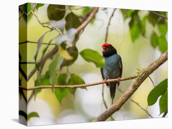 A Blue Manakin, Chiroxiphia Caudata, Bird Rests on a Branch in Ubatuba, Brazil-Alex Saberi-Premier Image Canvas
