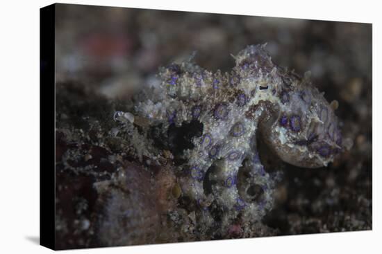 A Blue-Ringed Octopus Lings to the Seafloor in Lembeh Strait, Indonesia-Stocktrek Images-Premier Image Canvas