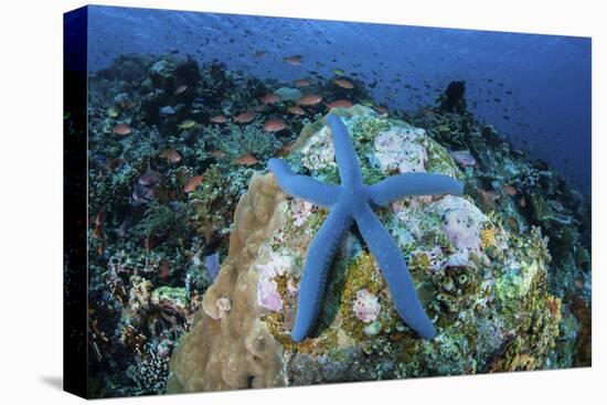 A Blue Starfish Clings to a Coral Reef in Indonesia-Stocktrek Images-Premier Image Canvas