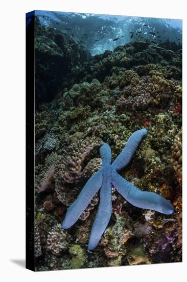 A Blue Starfish Clings to a Reef in Komodo National Park, Indonesia-Stocktrek Images-Premier Image Canvas