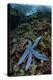 A Blue Starfish Clings to a Reef in Komodo National Park, Indonesia-Stocktrek Images-Premier Image Canvas