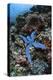 A Blue Starfish Clings to a Reef in Komodo National Park, Indonesia-Stocktrek Images-Premier Image Canvas