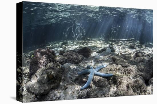 A Blue Starfish Lies on the Seafloor Near a Mangrove Forest-Stocktrek Images-Premier Image Canvas