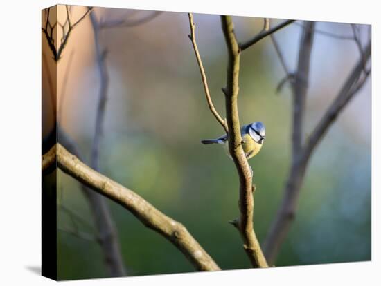 A Blue Tit Rests on a Branch in Richmond Park-Alex Saberi-Premier Image Canvas