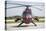 A Bo 105PAH Helicopter of the German Army Regiment 26-null-Premier Image Canvas