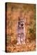 A Bobcat Out Hunting in an Autumn Colored Forest-John Alves-Premier Image Canvas