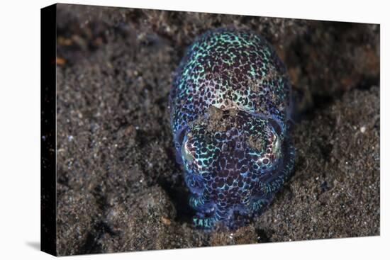 A Bobtail Squid Emerges from the Sandy Seafloor-Stocktrek Images-Premier Image Canvas