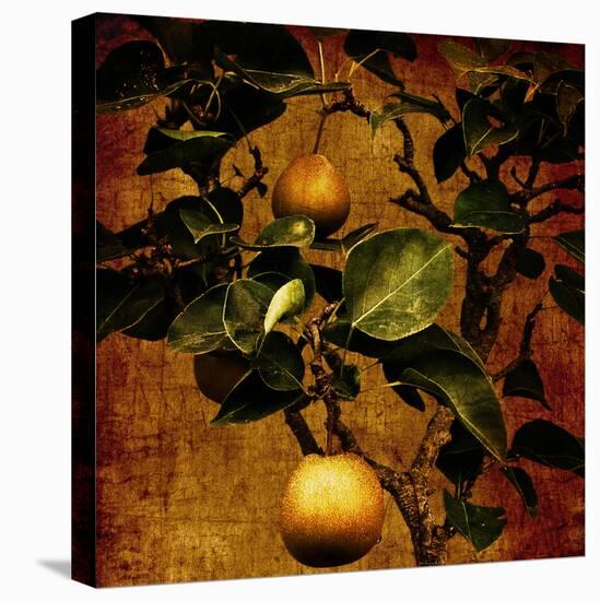 A Bonsai Pear Tree with Two Fruit Against a Rich, Gold Craquelure Background-Trigger Image-Premier Image Canvas