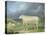 A Border Leicester Ewe-James Ward-Premier Image Canvas