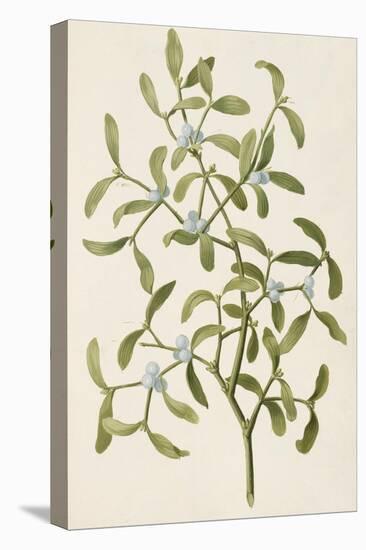 A Botanical Illustration Of a Plant. Mistletoe. a Hemi-parasitic Plant-null-Premier Image Canvas