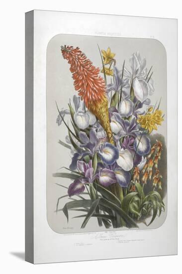 A Bouquet Of Flowers Including Irises-Elisa Champin-Premier Image Canvas