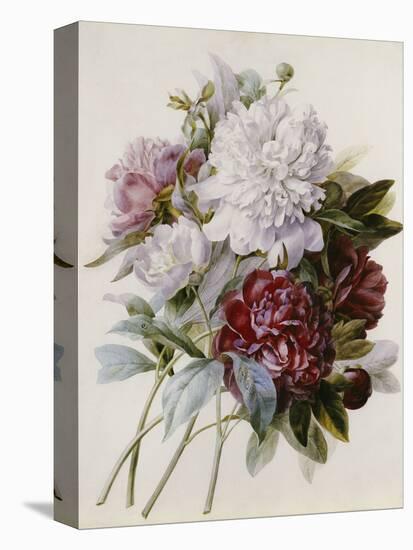 A Bouquet of Red, Pink and White Peonies-Pierre-Joseph Redouté-Premier Image Canvas