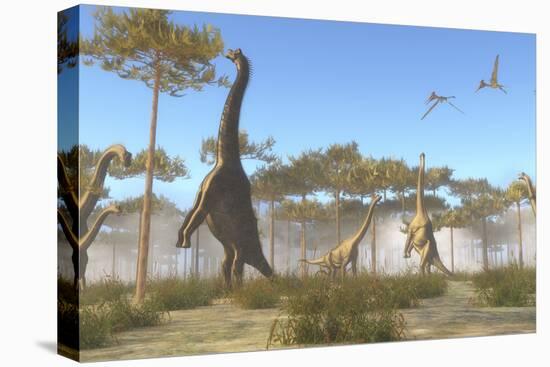 A Brachiosaurus Herd Grazing on Treetops-Stocktrek Images-Stretched Canvas