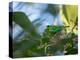 A Brassy-Breasted Tanager Feeding on Berries of a Palm Tree in the Atlantic Rainforest-Alex Saberi-Premier Image Canvas