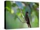 A Brazilian Ruby Hummingbird, Clytolaema Rubricauda, In The Atlantic Rainforest-Alex Saberi-Premier Image Canvas