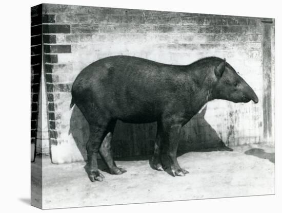 A Brazilian/South American Tapir at London Zoo, October 1922-Frederick William Bond-Premier Image Canvas