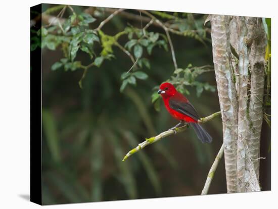 A Brazilian Tanager Perches on a Tree in Ubatuba-Alex Saberi-Premier Image Canvas