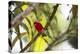 A Brazilian Tanager, Ramphocelus Bresilius, Perches in a Tree with a Tropical Backdrop-Alex Saberi-Premier Image Canvas