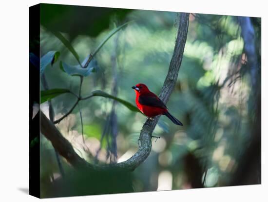 A Brazilian Tanager, Ramphocelus Bresilius, Perches in a Tree with a Tropical Backdrop-Alex Saberi-Premier Image Canvas