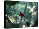 A Brazilian Tanager, Ramphocelus Bresilius, Perches in a Tree with a Tropical Backdrop-Alex Saberi-Premier Image Canvas