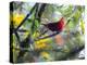 A Brazilian Tanager, Ramphocelus Bresilius, Rests in a Tree in Ubatuba, Brazil-Alex Saberi-Premier Image Canvas