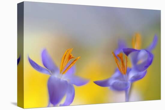 A bright day-Heidi Westum-Premier Image Canvas