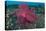 A Bright Pink-Purple Paddle-Flap Scorpionfish on Volcanic Sand, Bali-null-Premier Image Canvas