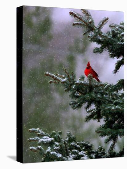 A Bright Red Cardinal-null-Premier Image Canvas