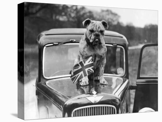 A British Bulldog Stands Proudly Behind a Union Jack Flag on a Car Bonnet-null-Premier Image Canvas