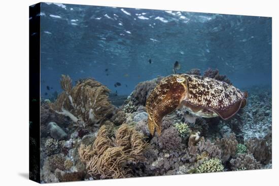 A Broadclub Cuttlefish Swims Above a Diverse Reef in Indonesia-Stocktrek Images-Premier Image Canvas